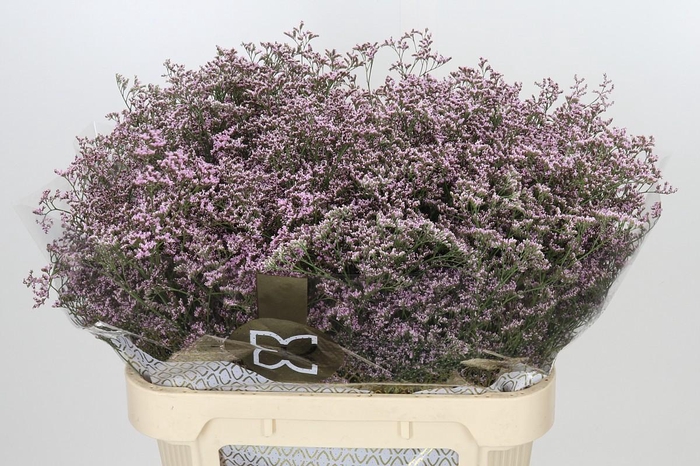 Limonium ov Safora Oshi Pink