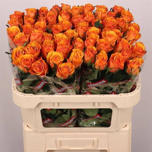 <h4>R GR YOKEY DOKEY</h4>