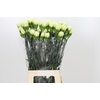 Dianthus St Lady Midori