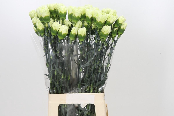 Dianthus St Lady Midori