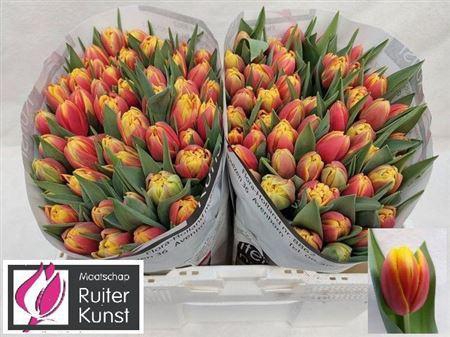 <h4>Tu Du Cilesta</h4>