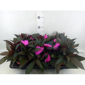 Impatiens NG 'Colorpower Violet'