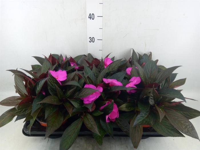 <h4>Impatiens NG 'Colorpower Violet'</h4>