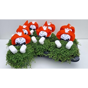 SOLEI SOL HALLOWEEN WHITE X6