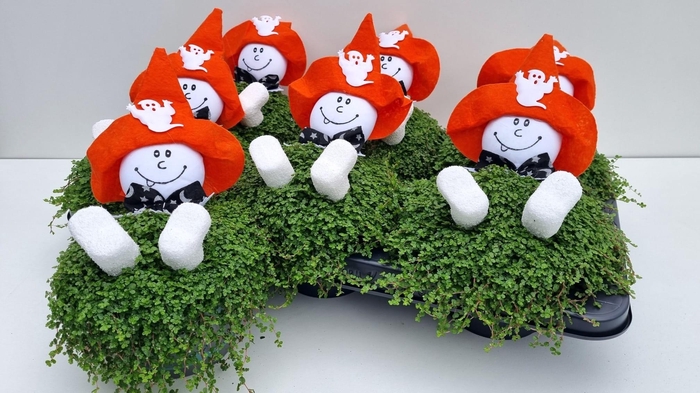 <h4>SOLEI SOL HALLOWEEN WHITE X6</h4>