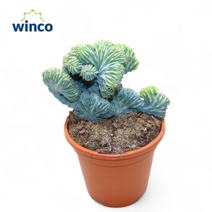 CACTUS OV