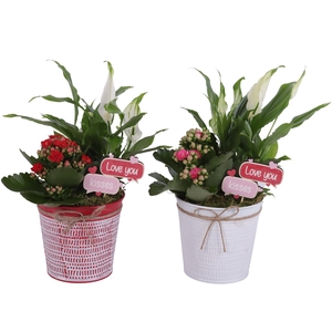 Valentine Arr. Indoor Zinc Pot Round Red/White Ø12cm 2PP