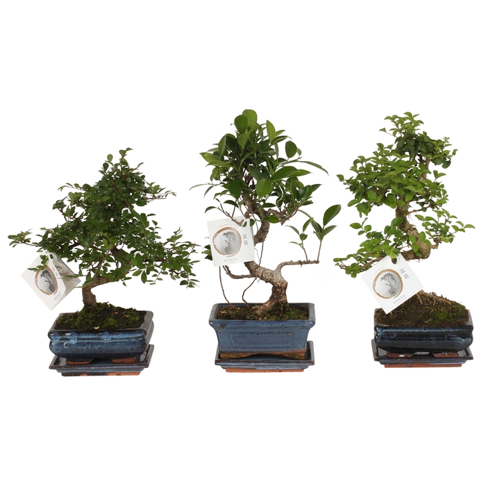 <h4>Bonsai Mixed in Ø15cm Ceramic S-Shape with Saucer</h4>