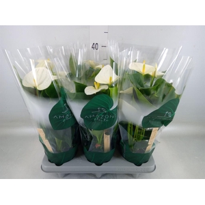 Anthurium andr. 'Samora'