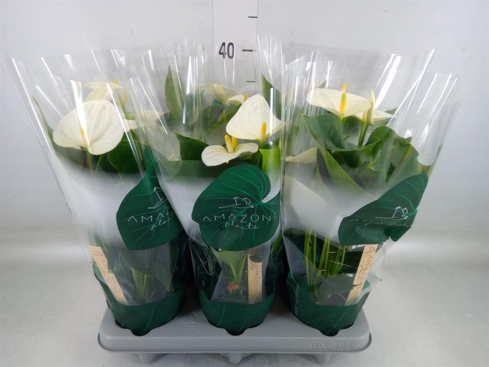 <h4>Anthurium andr. 'Samora'</h4>