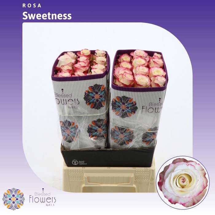 <h4>Rosa gr Sweetness</h4>