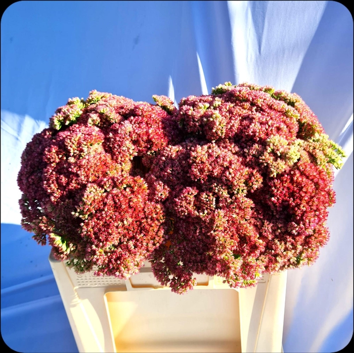 <h4>SEDUM SPECTABILE</h4>