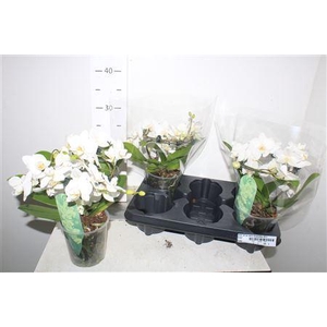 Phal Mf Ov Wit 2 Branches 22+