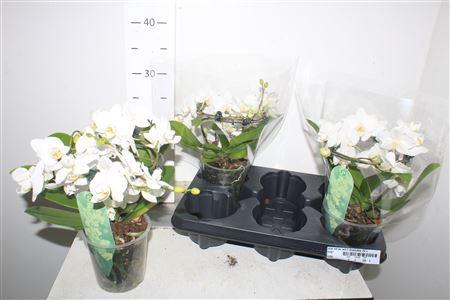 <h4>Phal Mf Ov Wit 2 Branches 22+</h4>