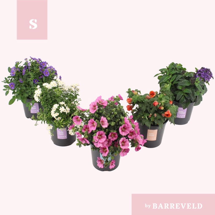 <h4>Overig kuipplanten mixkar</h4>