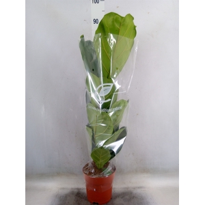 Ficus lyrata