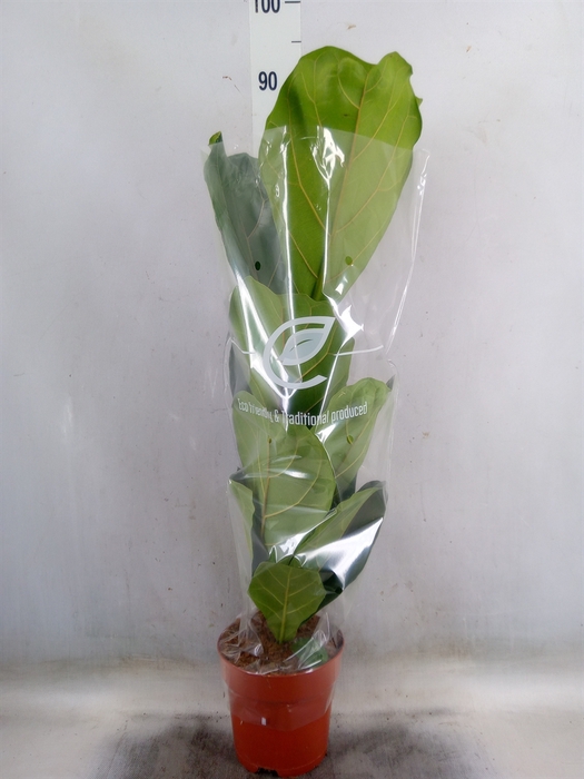 <h4>Ficus lyrata</h4>