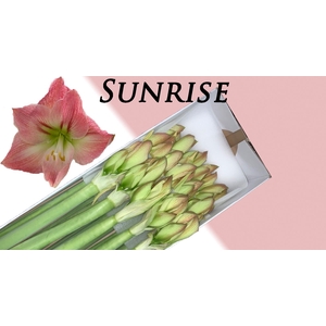 HIPP GA SUNRISE