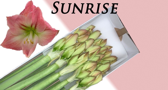 <h4>HIPP GA SUNRISE</h4>