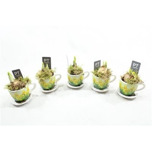 8725 Tete Mini Kop/schotel