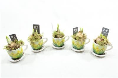 <h4>8725 Tete Mini Kop/schotel</h4>