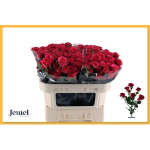Rosa tr Carrie