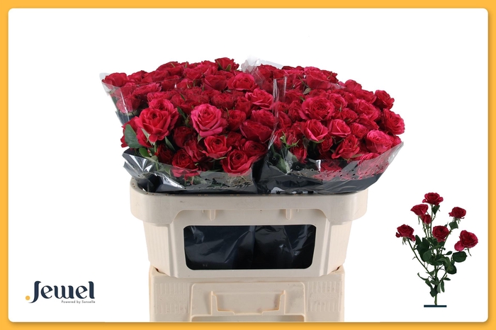 <h4>Rosa tr Carrie</h4>