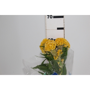 CELOSIA GOLD CHIEF 060 CM AMARELO