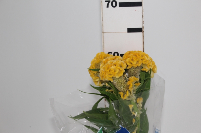 <h4>CELOSIA GOLD CHIEF 060 CM AMARELO</h4>