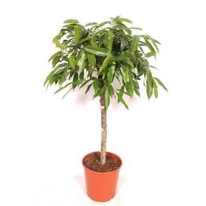 Ficus Amstel King