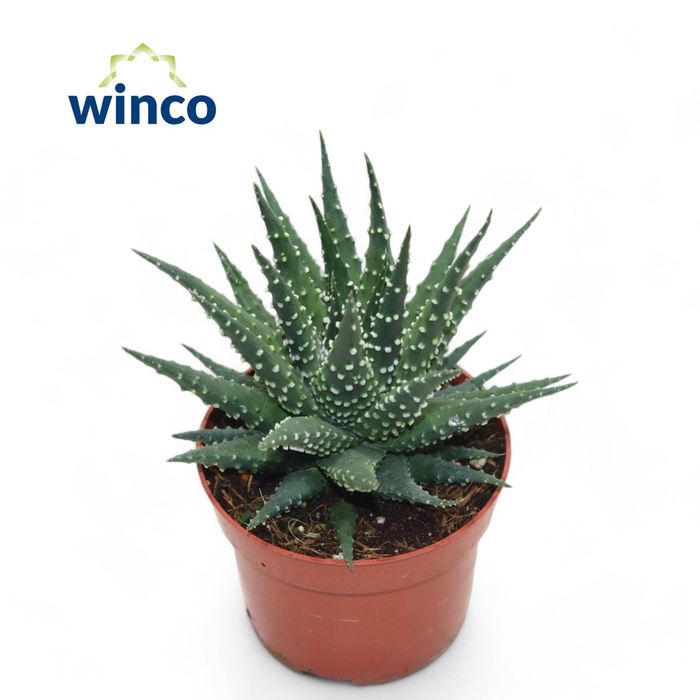 <h4>Haworthia Margaritifera</h4>