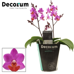 Phalaenopsis Table Mystery 2+ tak (Decorum)