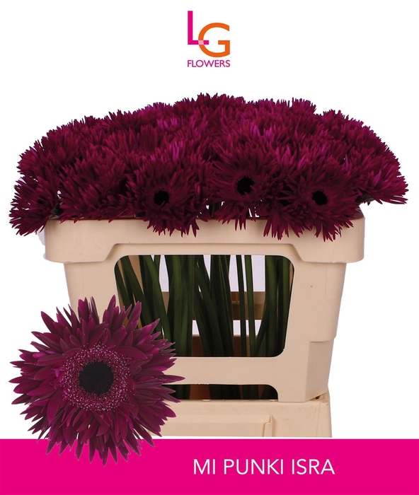 <h4>Germini Spider Punki Isra Water x60</h4>