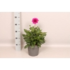 Dahlia 19 cm  Dark Rose