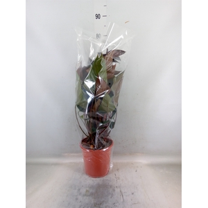 Anthurium andr. 'Beauty Black'