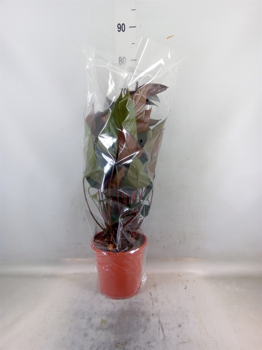 <h4>Anthurium andr. 'Beauty Black'</h4>