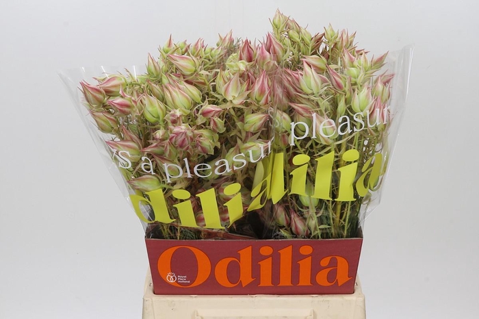<h4>Blushing Bride Pink 10+ Flowers</h4>