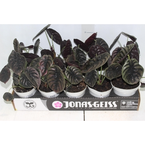 ALOCASIA CUPREA P12