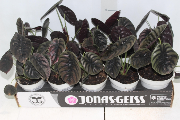 <h4>ALOCASIA CUPREA P12</h4>
