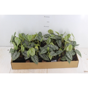 PHILODENDRON BRANDTIANUM P14