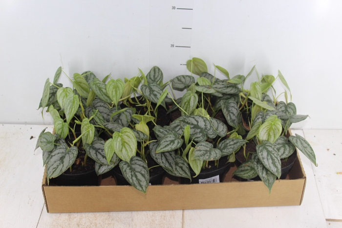 PHILODENDRON BRANDTIANUM P14
