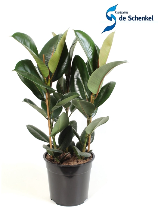 <h4>Ficus Elastica Robusta</h4>