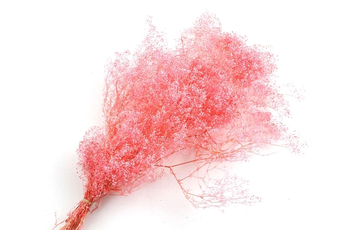 <h4>Gypsophila Preserved Pink</h4>
