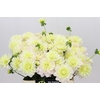 Dahlia Dianas Memory