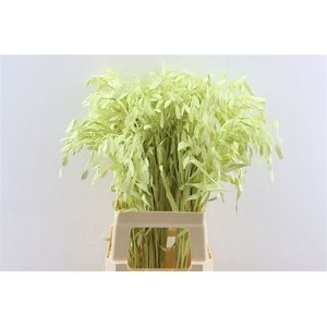 Dried Chasmantium Creme P Stem