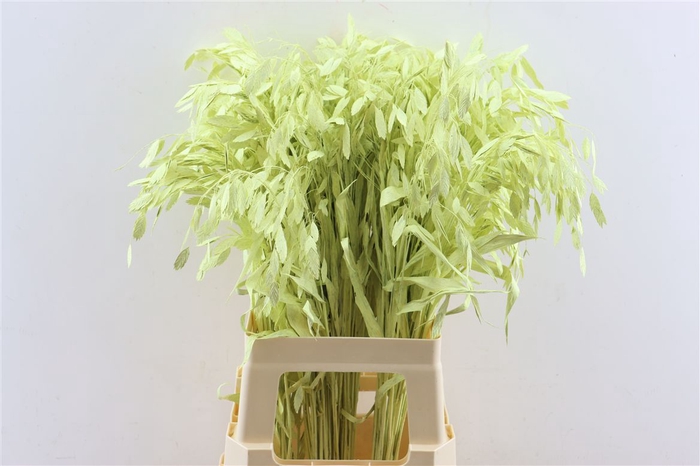 Dried Chasmantium Creme P Stem