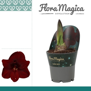 Amaryllis Dark Red in Potkraag