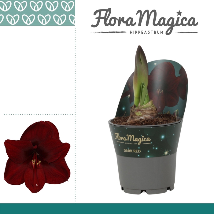 <h4>Amaryllis Dark Red in Potkraag</h4>