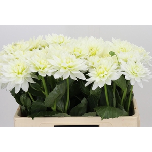 Dahlia Karma M. Zwaan