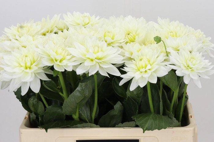 <h4>Dahlia Karma M. Zwaan</h4>